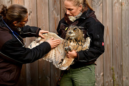 Eine Frau hält einen Uhu, die zweite Frau links schaut den Flügel an und zieht ihn auf.