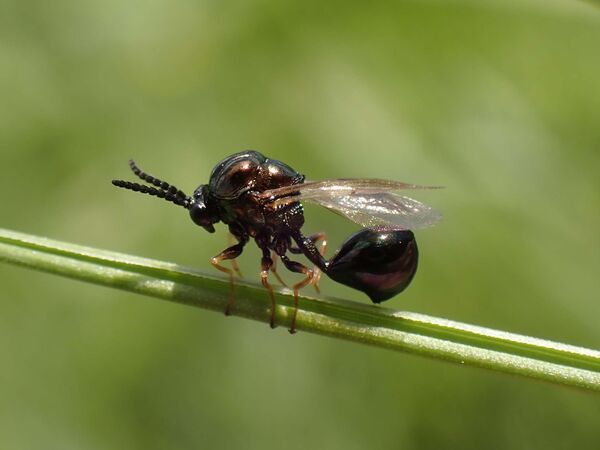 Erzwespe Eucharis adscendens