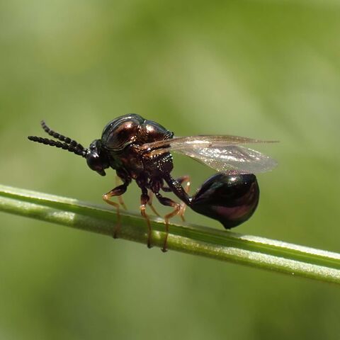Erzwespe Eucharis adscendens