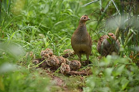 Rebhuhn-Familie mit Küken auf einer Wiese