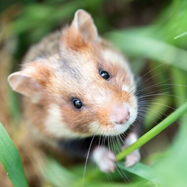 Frisch ausgewildert: Ein Feldhamster in seinem neuen Lebensraum.