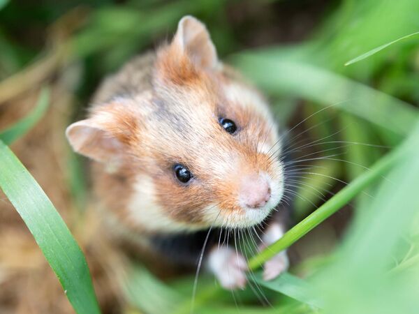 Frisch ausgewildert: Ein Feldhamster in seinem neuen Lebensraum.