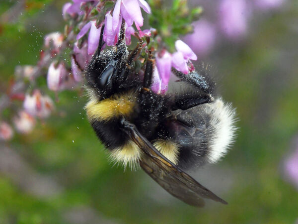 Heidehummel (Bombus jonellus): Eine Arbeiterin an Besenheide (Calluna vulgaris) in der Tangersdorfer Heide.