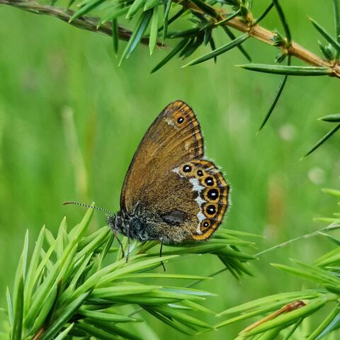 Das Wald-Wiesenvögelchen ist ein Edelfalter