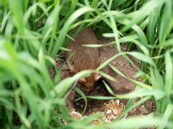 Bezugsfertig in bester Lage: Um den Tieren die Eingewöhnung zu erleichtern, haben Nina Lipecki und ihr Team passende Baue angelegt.
