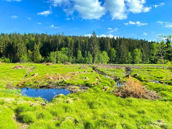 Grünes Moos mit einer kleinen Wasserstelle, im Hintergrund Bäume