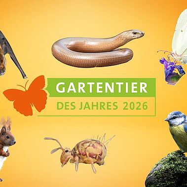 Diese Tiere sind die Kandidaten bei der Gartentierwahl 2026.