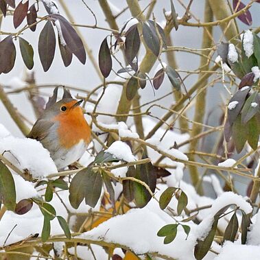 Rotkehlchen sitzt in einer Hecke, auf dem Boden liegt Schnee.