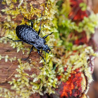 Carabus nodulosus Schwarzer Käfer auf bemoostem Stamm