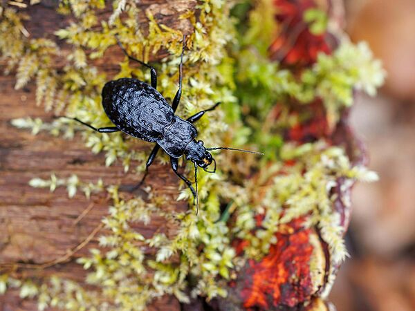Carabus nodulosus Schwarzer Käfer auf bemoostem Stamm