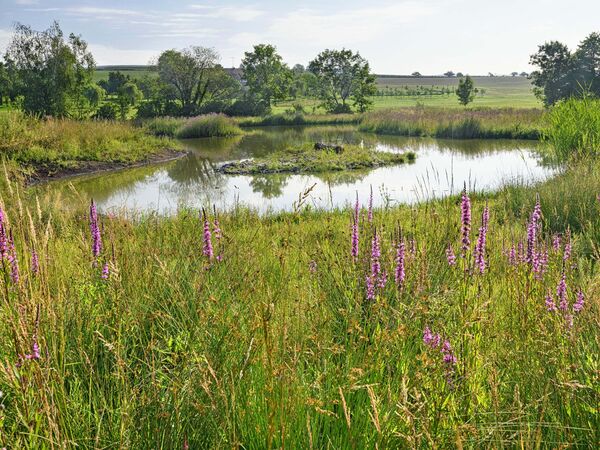 Typische Arten wie Blutweiderich erobern den neuen Lebensraum schnell.