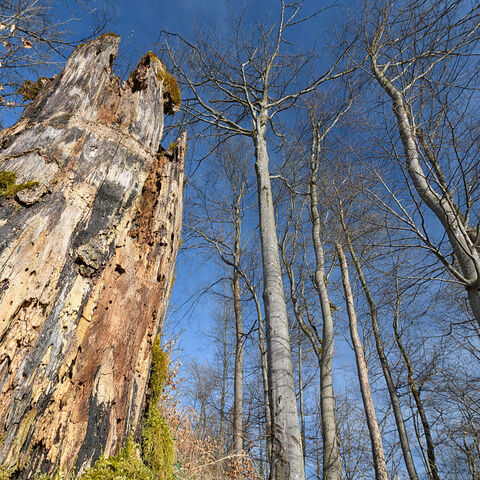Totholz-Baumstumpf mit Moos in Buchenwald