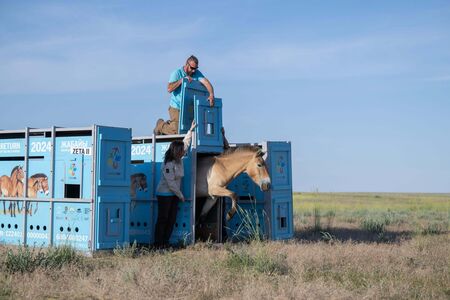 Przewalski-Pferd rennt aus einer blauen Box, in der es zur Auswilderung transportiert wurde, in die Freiheit