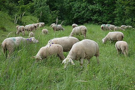 Schafe stehen auf einer Wiese und grasen