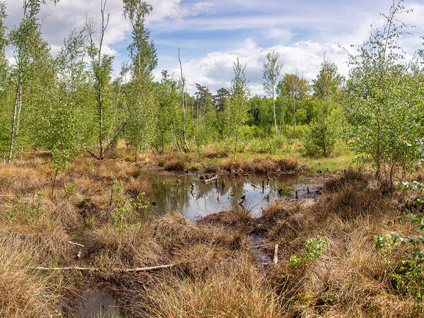 Die Projektarbeit in der Region wird sich auf den Erhalt und die Schaffung von Feuchtgebieten fokussieren. Dazu zählen auch Moore. Grünswalder Moor