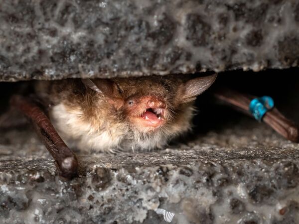Diese Fledermaus verbringt den Tag in einem Mauerspalt.