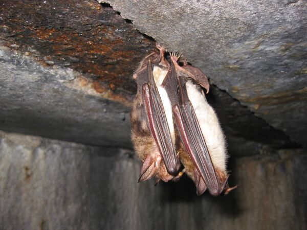 Großes Mausohr Zwei Exemplare des Großen Mausohr hängen von der Decke