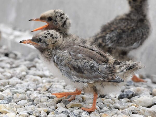 Flussseeschwalben-Küken Zwei Flussseeschwalben-Küken laufen über die künstliche Brutinsel in Sielmanns Naturlandschaft Groß Schauen