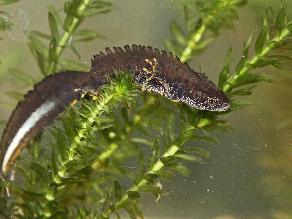 Foto eines männlichen Kammmolches.