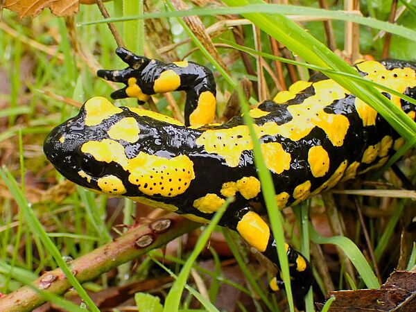 Gelb schwarz gemusterter Feuersalamander auf Wiese