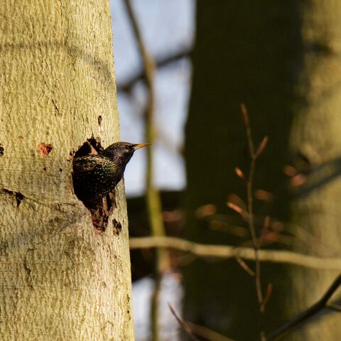 Star schaut aus der Öffnung einer ehemaligen Spechthöhle eines Baumstamms
