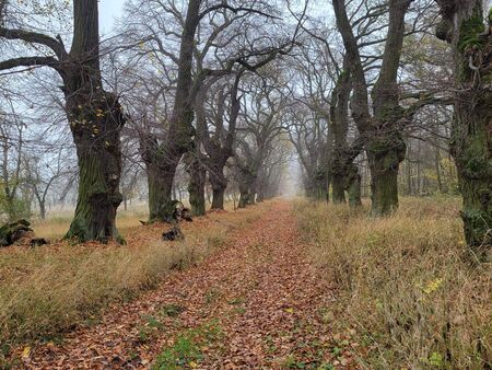Allee aus kahlen Linden im Herbst, Laub auf dem Boden