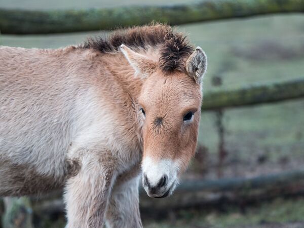 Przewalski-Pferd in der Döberitzer Heide Przewalski-Pferd in der Döberitzer Heide
