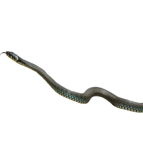 Äskupalnatter auf weißem Hintergrund