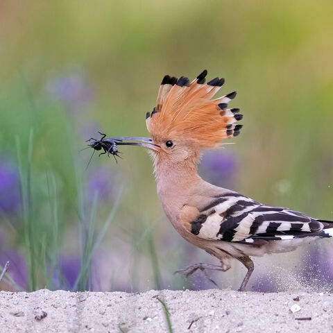 Ein Wiedehopf läuft durch den Sand und hat eine Feldgrille im Schnabel, seine Federhaube ist aufgerichtet.