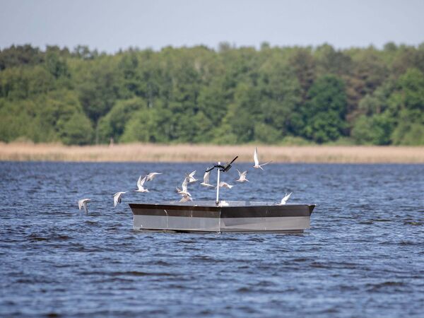 Eine Flussseeschwalben-Kolonie fliegt von einer künstlichen Brutinsel in Sielmanns Naturlandschaft Groß Schauener Seen auf.