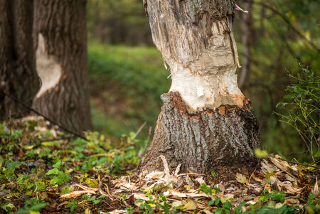 Makroaufnahme eines großen Lindenbaumstumpfes, an dem ein Biber deutliche Nagespuren hinterlassen hat