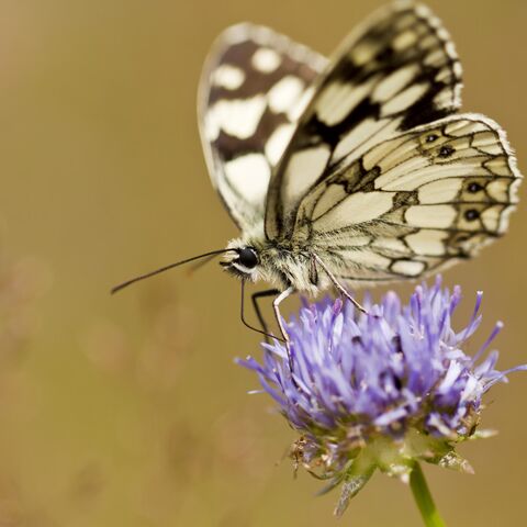 Schachbrettfalter auf einer lila farbenen Blüte