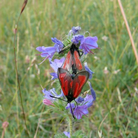 Zwei rote Schmetterlinge sitzen auf einer lila Blüte