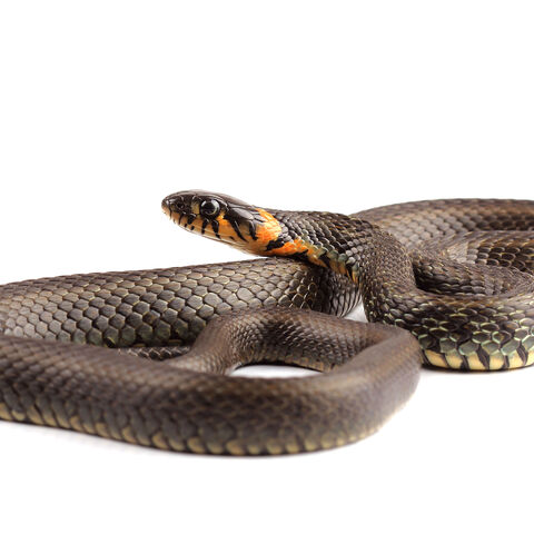 Ringelnatter auf weißem Hintergrund