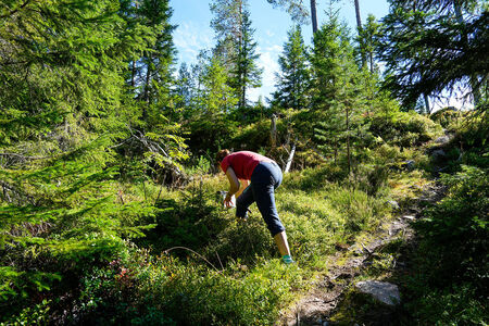 Eine Frau bückt sich beim Beerensammeln hinunter in die Büsche