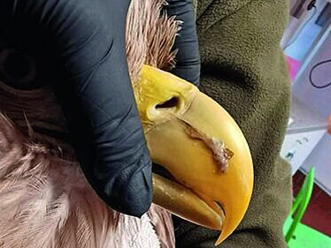 Schaum tritt aus den Nasenöffnungen des Schnabels 