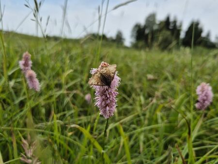 Wiesen-Schlangenknöterich mit zart rosa Blüte auf einer Wiese