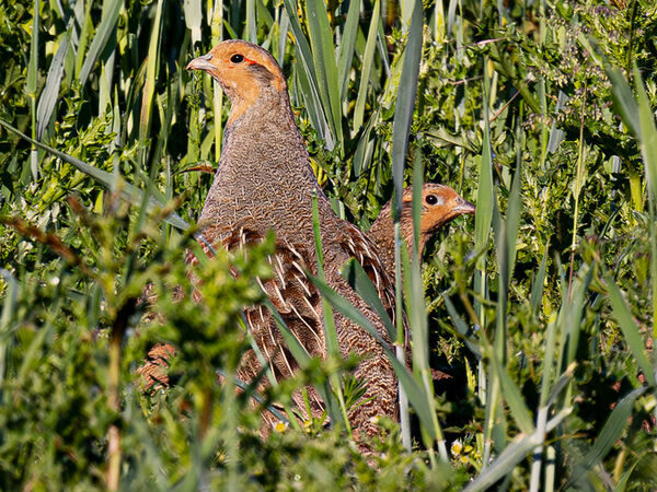 Das Rebhuhn (Perdix perdix) braucht Hecken und Sträucher, um sich zu verstecken. Seine Bestände sind in den vergangenen 30 Jahren um 90 Prozent zurück gegangen. Rebhühner in der Biotoplandschaft am Flüthewehr in Göttingen.