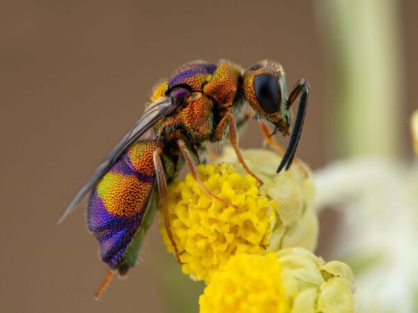 Goldgelb schimmernde Wespe auf gelber kugeliger Blüte