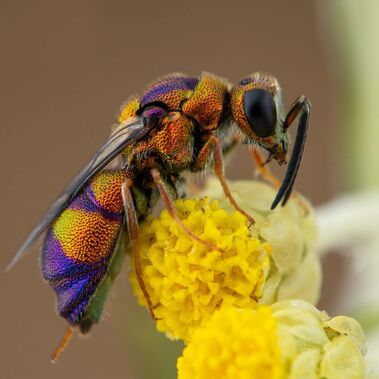 Pupurgoldwespe Euchroeus purpuratus Goldgelb schimmernde Wespe auf gelber kugeliger Blüte