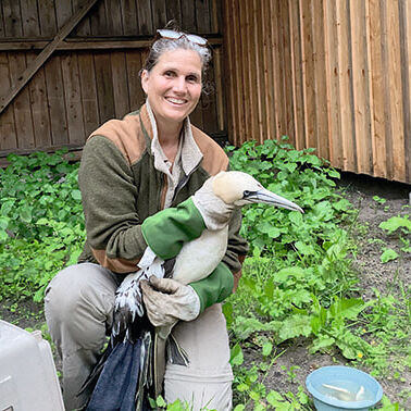 Basstölpel in der Vogelvoliere des Wildpark Eekholt in den Händen einer Tierärztin