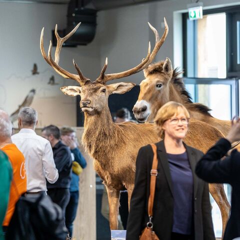 Eine Dame lässt sich vor dem ausgestopften Hirsch und Przewalski-Pferd fotografieren