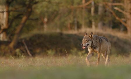 Mutterwölfin läuft durch Sielmanns Naturlandschaft Döberitzer Heide