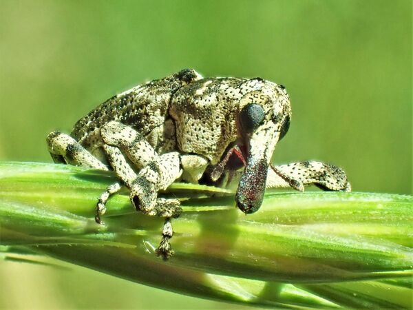 Plattnasen-Holzrüssler Plattnasen-Holzrüssler auf einem Blatt in Sielmanns Naturlandschaft Döberitzer Heide