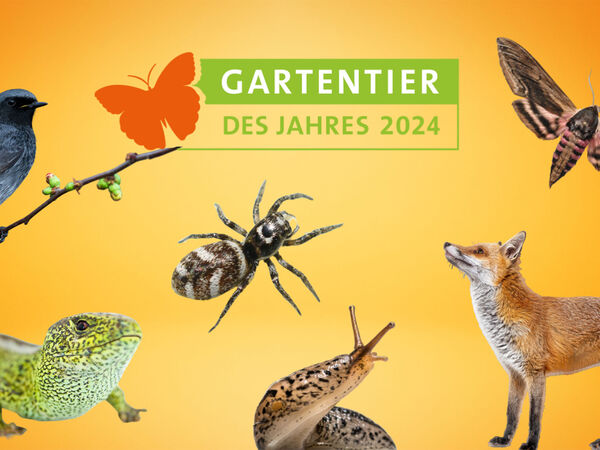 Grafik mit den Kanditaten der Wahl zum Gartentier des Jahres 2024
