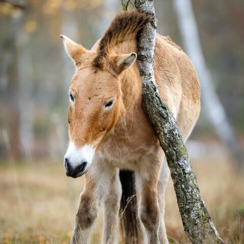 Ein Przewalski-Pferd schubbert sich an einem Birkenstamm