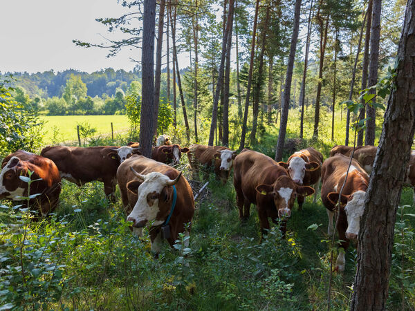 Eine Gruppe Rinder steht auf einer Fläche mit hohem Gras und vor jeder Menge Bäumen.