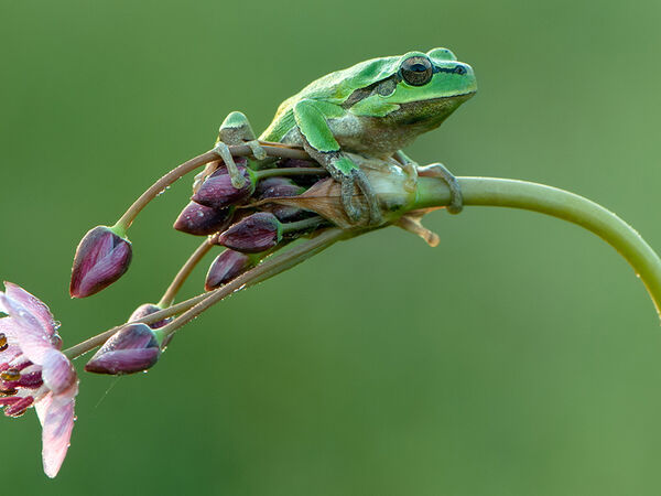 Charakteristische Merkmale des Laubfrosches sind seine grüne Farbe, schwarze Streifen an den Kopf- und Körperseiten und breite Haftballen an den Zehenspitzen. Laubfrosch auf Pflanzenstengel sitzend.
