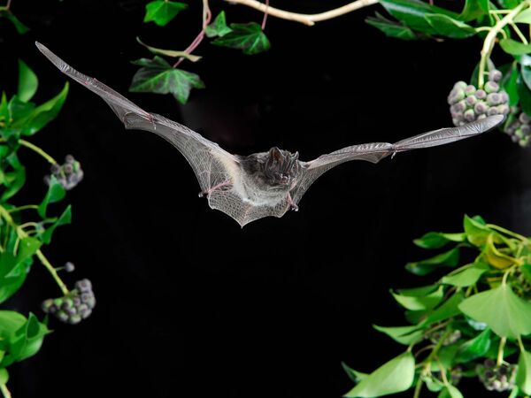 Mopsfledermaus im Flug.