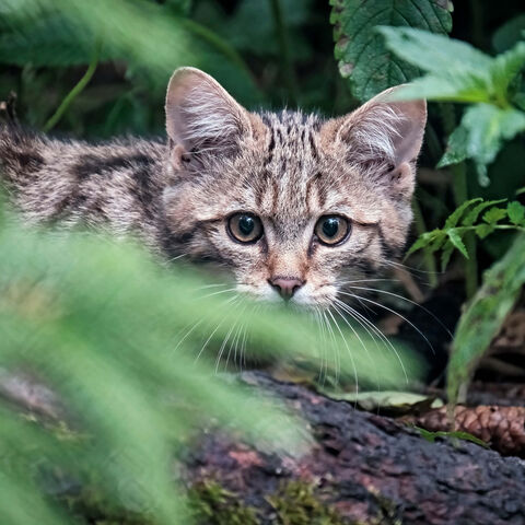 Wildkatze schaut durch Blätter direkt in die Kamera